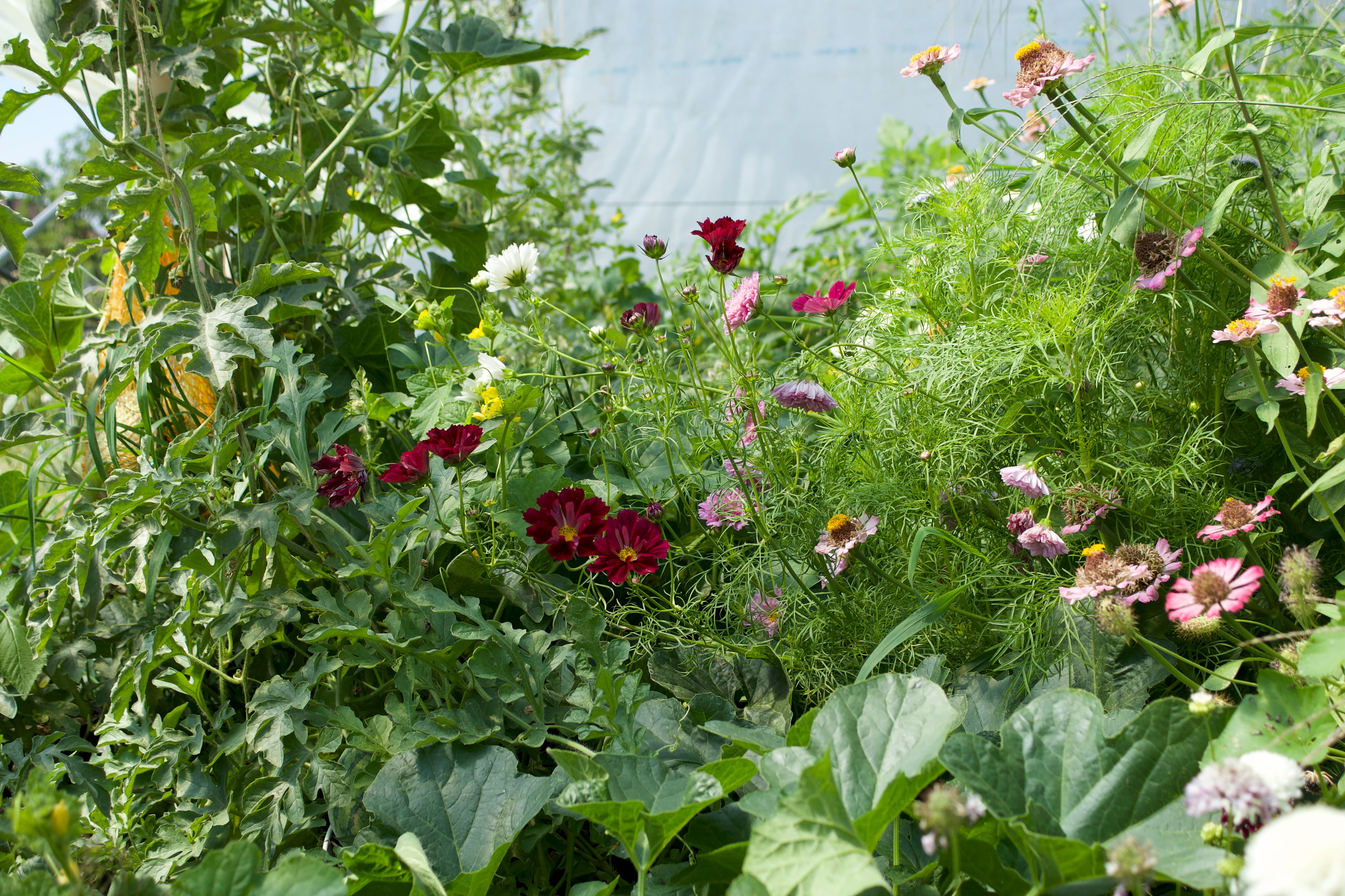 Garden 1
