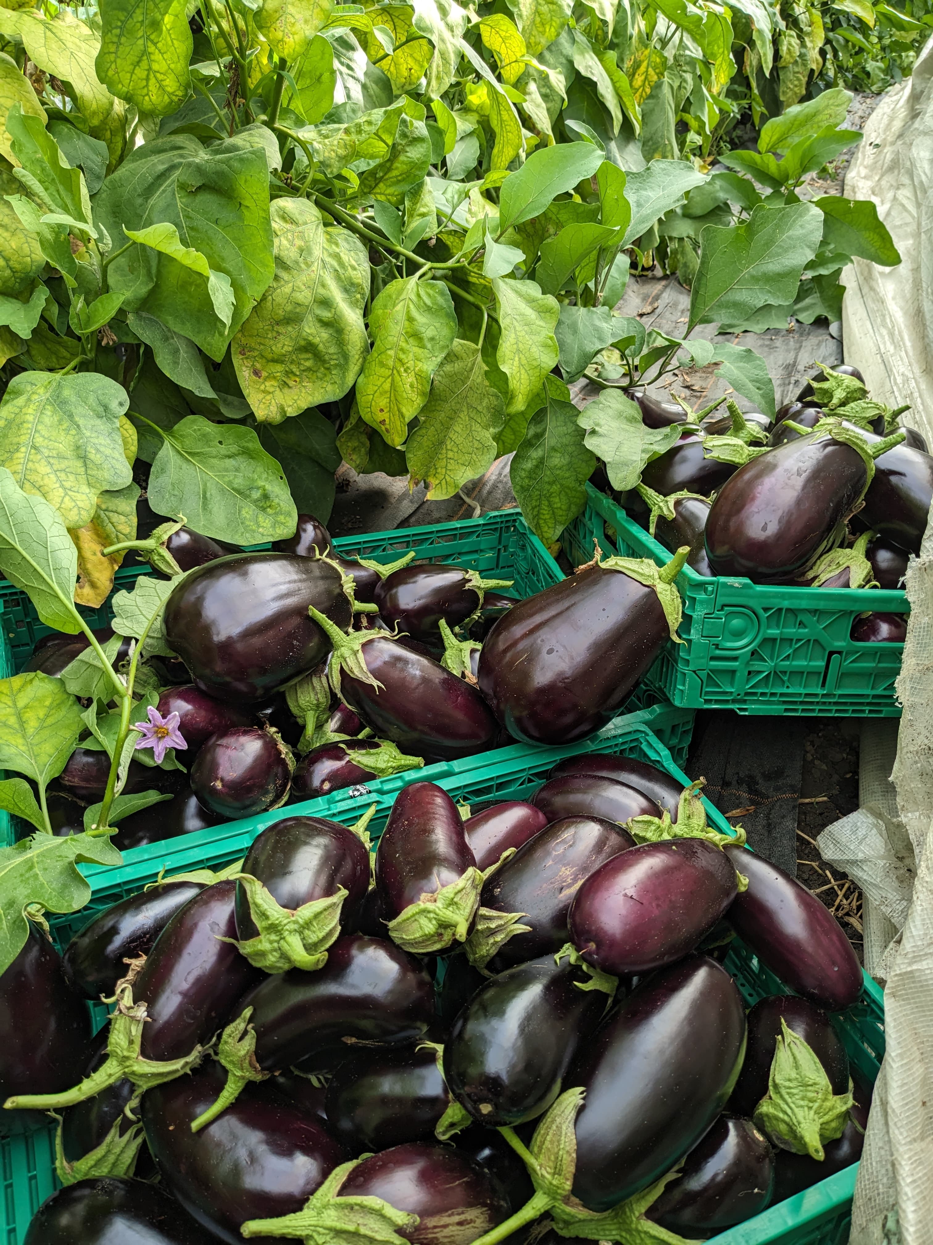 Garden 12