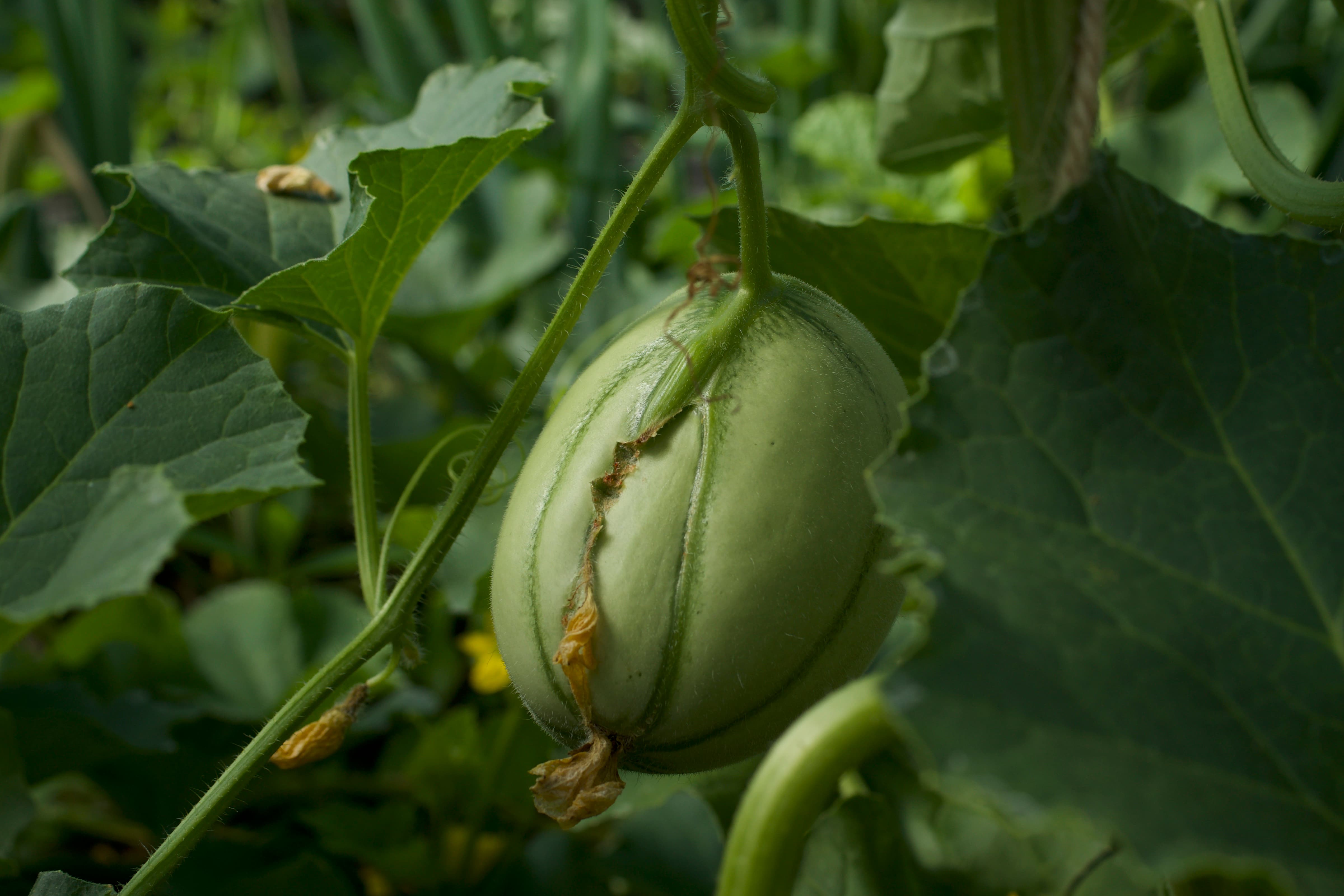 Garden 3