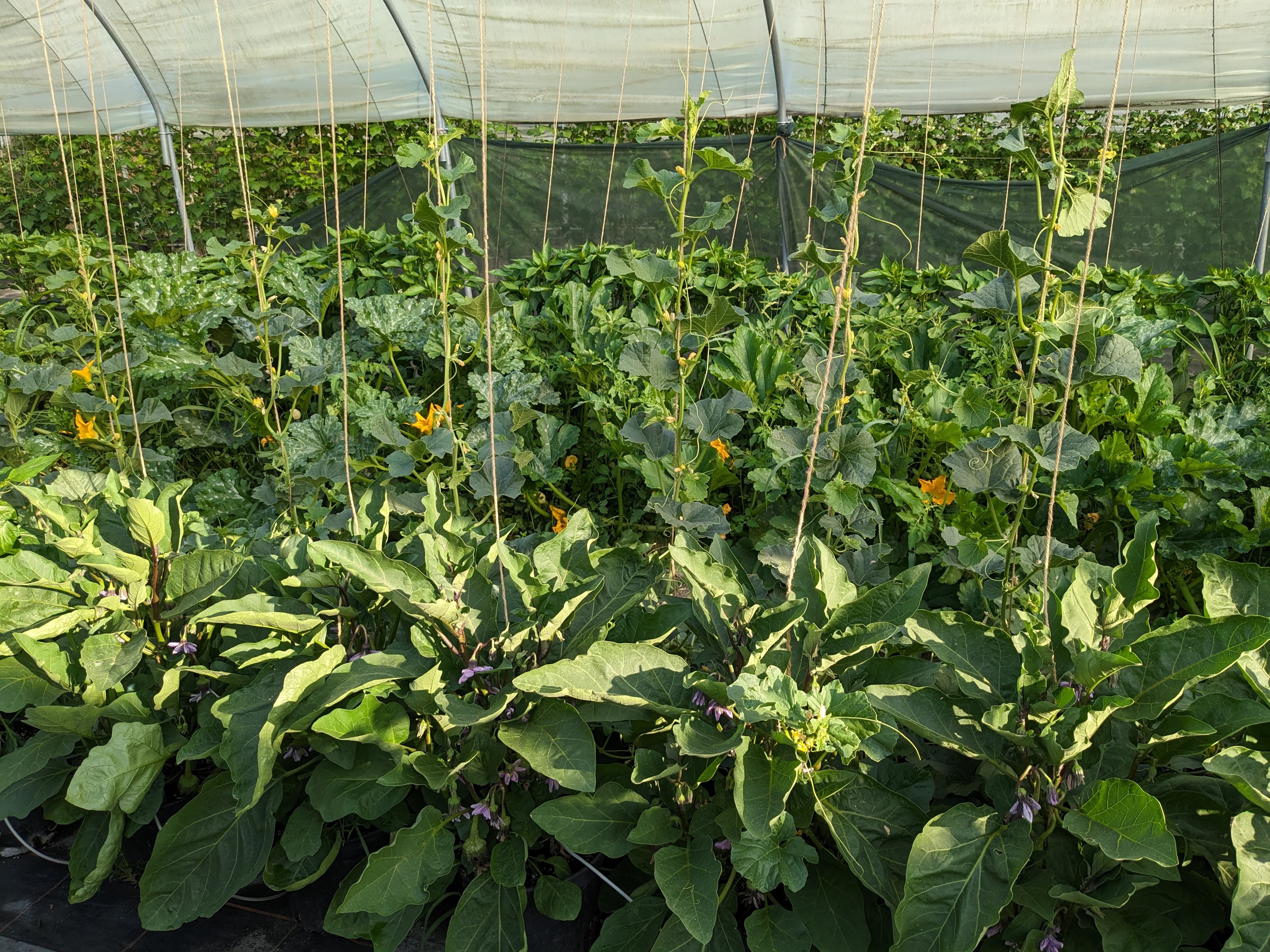 Garden 7
