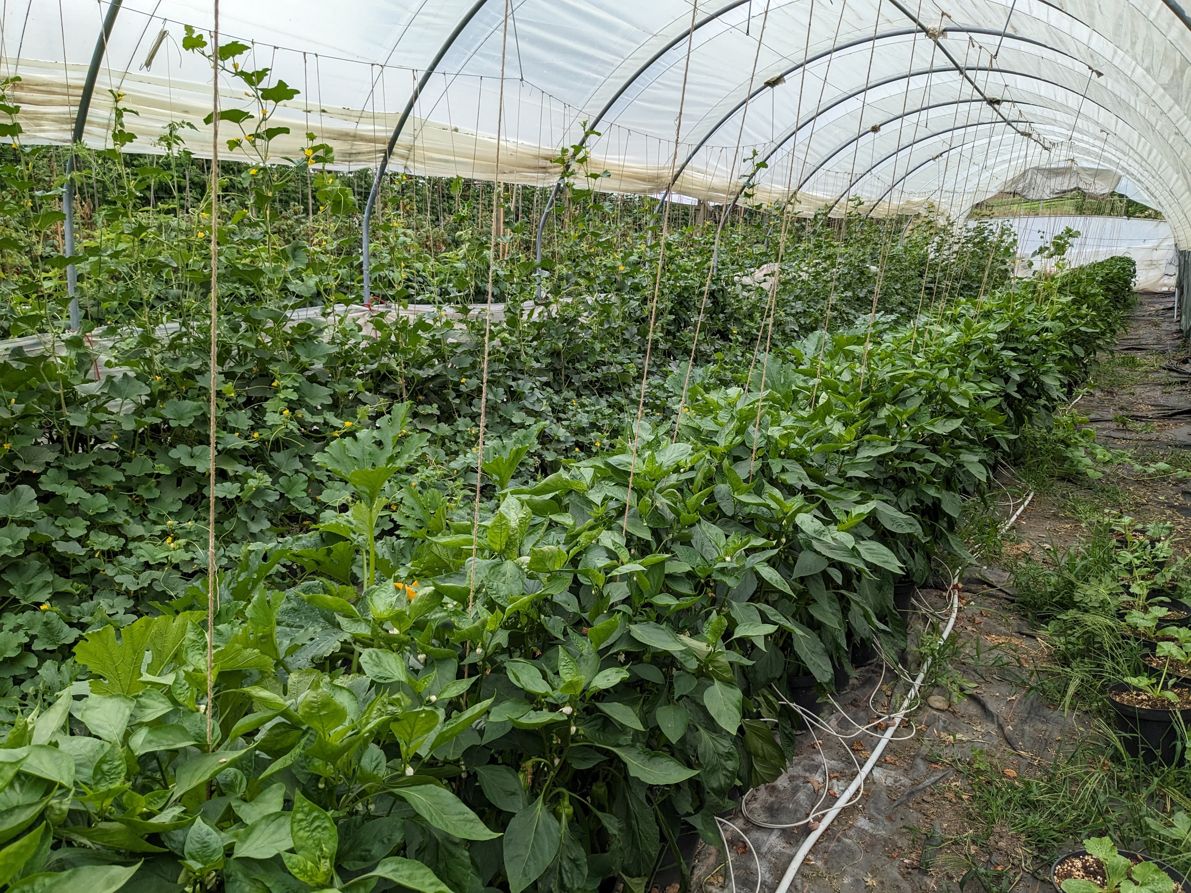 Garden 8