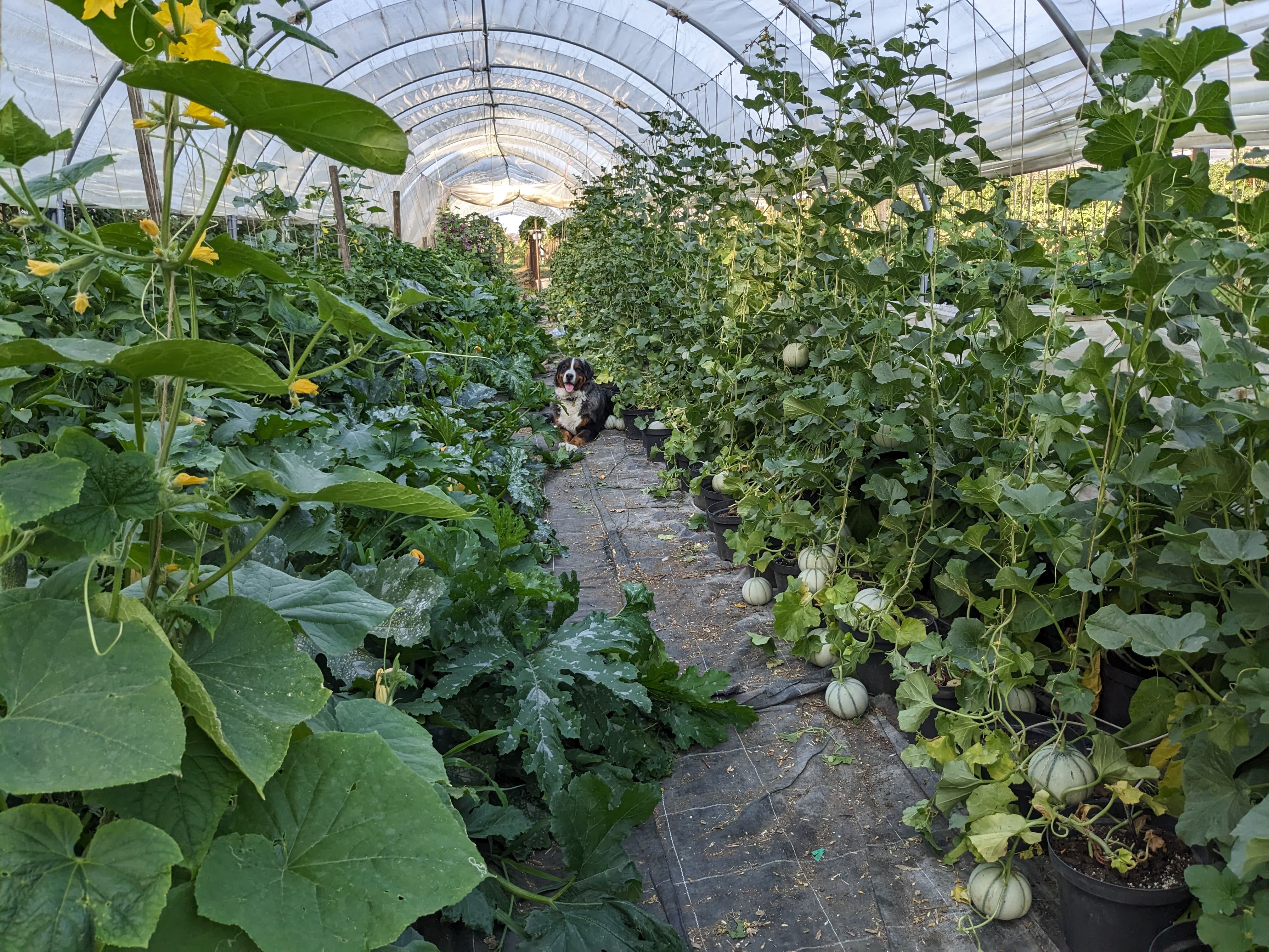 Garden 9